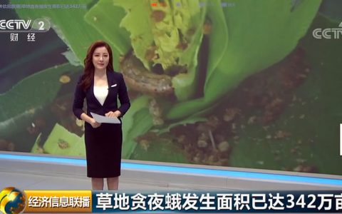 视频：草地贪夜蛾发生面积已达342万亩 中央财政紧急拨款 农业部紧急通知