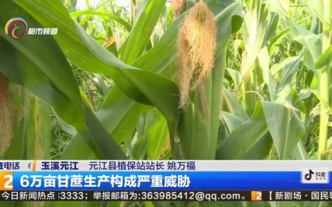 云南元江县：草地贪夜蛾对6万亩甘蔗构成严重威胁