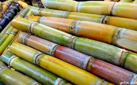 泰国专家参与云南突破性甘蔗新品种选育