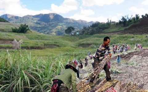 云南西盟：多方举措 甘蔗产量步步高 农民生活节节甜