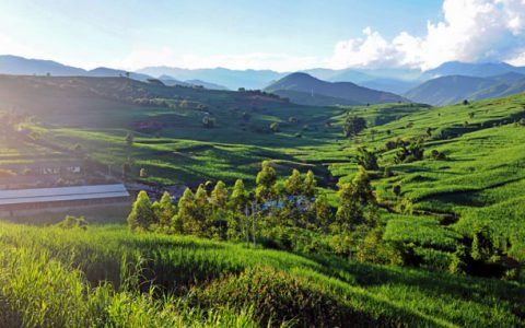 临沧打造蔗糖全产业链集群–“甜蜜引擎”动力持久澎湃