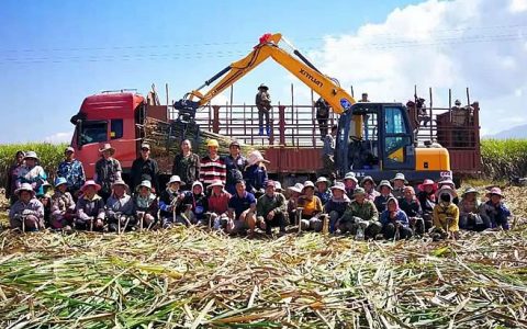 “甜蜜产业”跨国扎根带富一方–版纳英茂糖业国外拓展种植带富当地蔗农