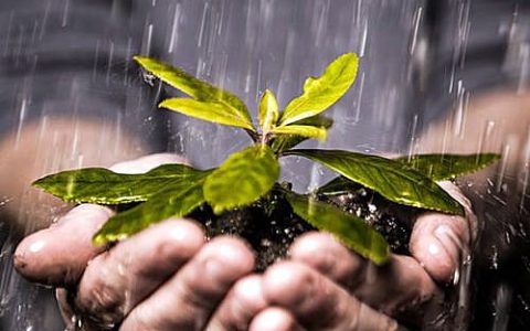 广西：金融“甘霖”解甜蜜事业资金之“渴”