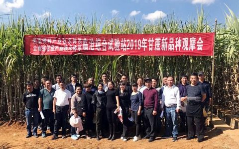 临沧市组织召开甘蔗示范县工作会以及新品种观摩会