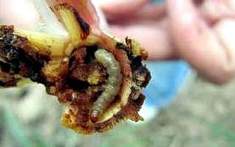 广西蔗区7年“以虫治虫”620万亩次 减少化学农药用量400吨