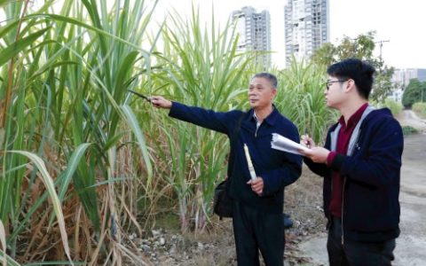 为了“甜蜜”的收获——记广西柳城县甘蔗研究中心高级农艺师卢文祥