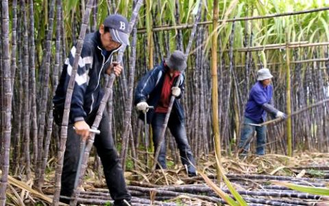 砍蔗大军来了！近两万名越南劳工入境广西崇左 缓解用工荒