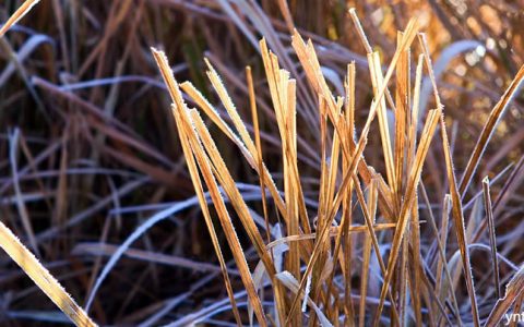 西双版纳勐海县、临沧市耿马县甘蔗遭受霜冻灾害