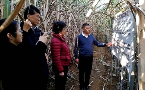 国家糖料产业技术体系岗站专家到临沧市检查指导工作