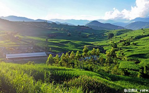 云南临沧：税惠添力 “甜蜜产业”尽享红利 