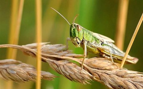 4000亿蝗虫肆虐印巴 蝗虫抵达新疆？农业农村部：对我国危害几率很小