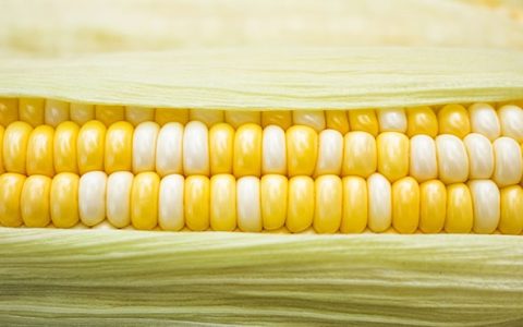 全球最大糖厂计划以玉米为原料生产乙醇