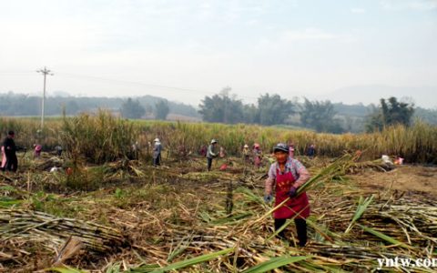 美丽的蔗园，丰收了！--云南蔗糖第一大县耿马甘蔗产业发展记实