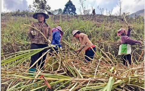 云南金平县：甜蜜产业让百姓笑开颜