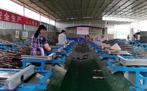 广西：北海市首个标准化甘蔗健康种茎加工厂揭牌