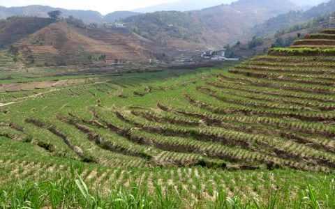 临沧云县：以核心区规划做实甘蔗产业