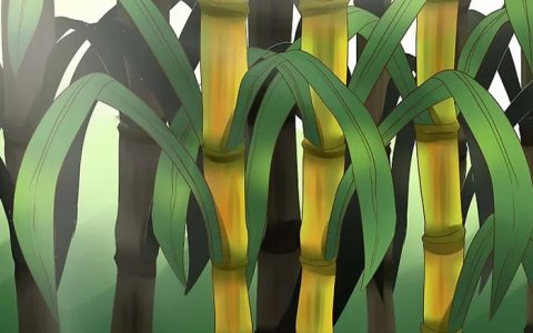 农民日报：新品种甘蔗推广超180万亩 成为云南甘蔗种植面积最大的新品种