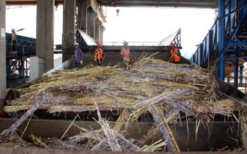 云南已有19家糖厂收榨 售价同比上年高270元