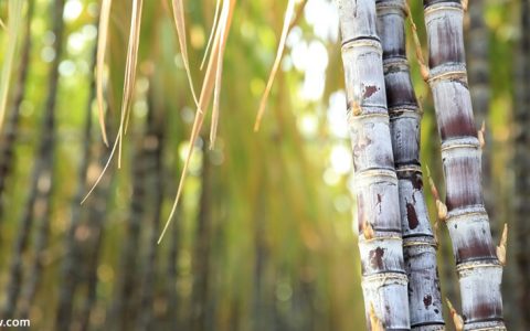 盘面继续上扬 云南产销率尚可 今日现货报价继续提高