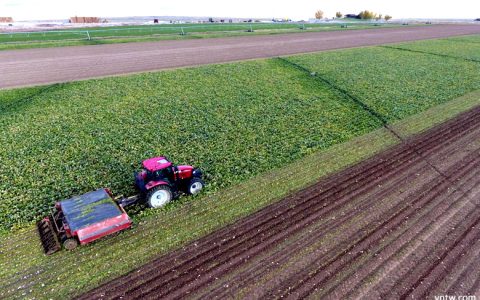 美国2020/21榨季食糖产量预估增至817万吨 预计将进口314万吨