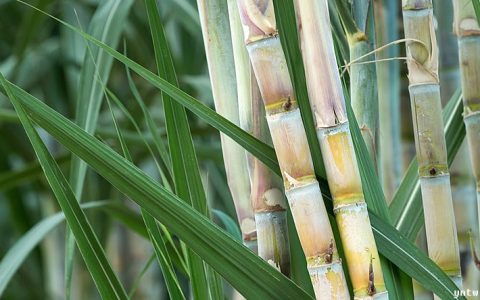 农业农村部：2024年甘蔗中后期生产技术指导意见