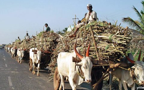 印度食糖出口受印尼、伊朗强劲需求推动