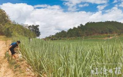 临沧永德县引入龙头企业 预计完成20万亩糖料核心基地建设