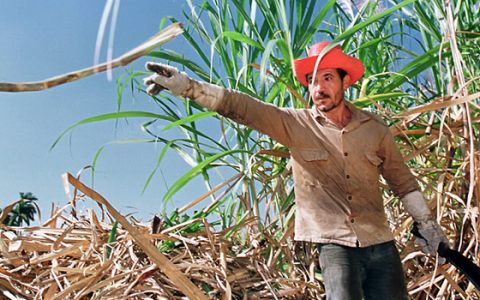 本榨季古巴产糖量仅为120万吨 曾经的糖业大国