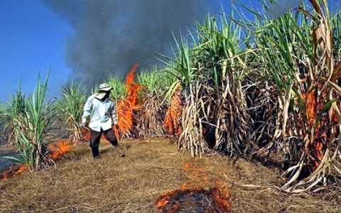 产糖量锐减 泰国批准100亿泰铢蔗农补贴计划 不焚烧甘蔗地也补贴