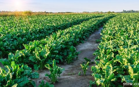 内蒙古科技重大专项甜菜生物技术育种体系研究与应用取得阶段性成果