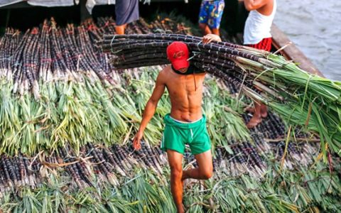 本年度缅甸糖出口滞销 大量积压