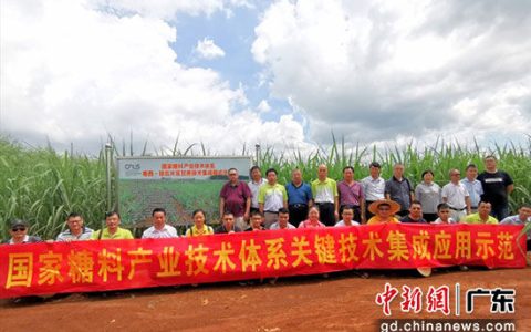 国家糖料产业技术体系片区会：提升甘蔗产业竞争力