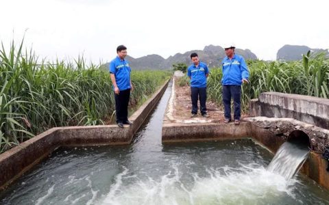 广西崇左蔗区遭受60年一遇夏旱 东亚糖业多措并举全力以赴抗旱保产