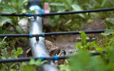 甜菜产销引入智慧管理 助力“甜蜜”产业高产高质