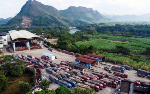 来宾糖厂开榨！今年甘蔗收购价格是……