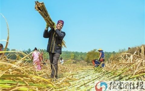 德宏州陇川县：蔗糖让日子甜如蜜 新榨季启动甘蔗机收作业