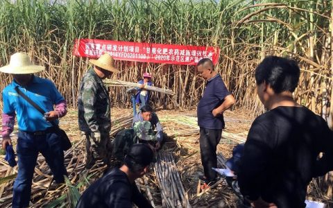 国家重点研发计划项目课题澜沧、耿马甘蔗示范区通过测产验收