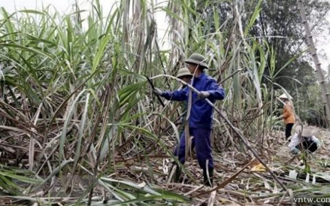 越南取消食糖关税后遭受进口糖和走私糖冲击 困难重重
