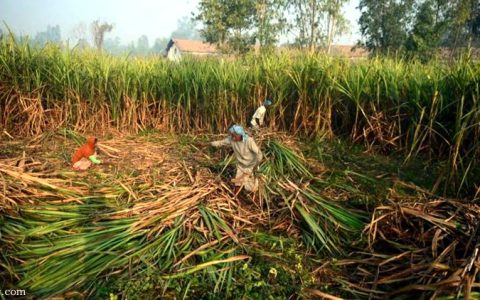 他山之石，可以攻玉！点评印度甘蔗产业发展的六点路线图