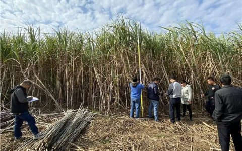 广西“双高”基地糖料蔗亩产和蔗糖分实现国家规划预期目标