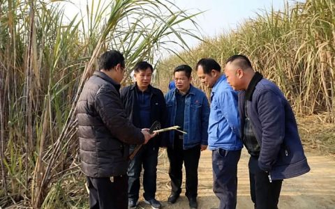 广西武宣现低温强寒潮天气 黔江制糖公司多举措应对低温霜冻灾害