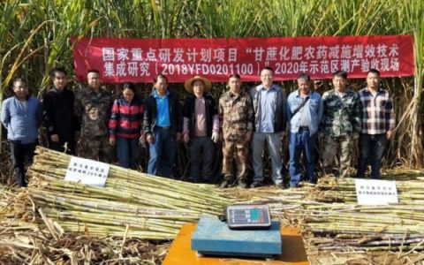 云南示范推广甘蔗“两减”绿色生产技术模式 实现甘蔗增产增糖