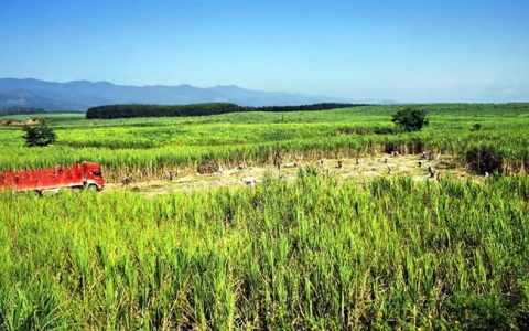 筑牢甘蔗发展基础  奋力突破原料瓶颈 英茂糖业“四项技术”成效明显