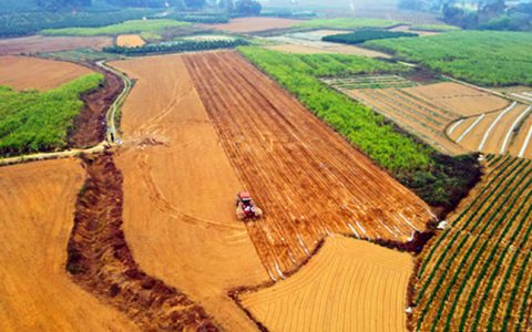 广西糖料蔗种植形势喜人 比去年增25万亩 为新榨季夯实发展基础