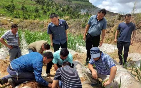 坚定信心 真抓实干 英茂糖业聚焦“十四五”奋力突破原料发展瓶颈