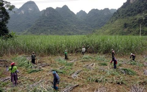 越南对来自泰国的食糖征收反倾销税 助其国内糖业恢复发展