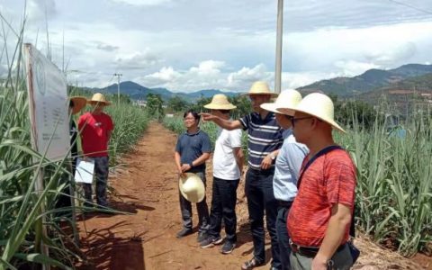 广西农科院甘蔗研究所一行到临沧蔗区调研和指导工作
