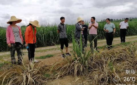 云南甘蔗所团队深入临沧蔗区开展病虫害发生动态巡查与防控指导