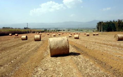 云南陇川：让蔗叶变废为宝 推动蔗糖产业发展