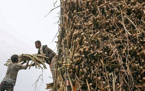 印度新榨季食糖产量预估降至3050万吨